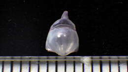 Image of Diacavolinia van der Spoel 1987