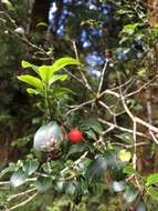 صورة Ilex sugerokii var. brevipedunculata (Maxim.) S. Y. Hu