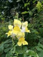 Image of garden snapdragon