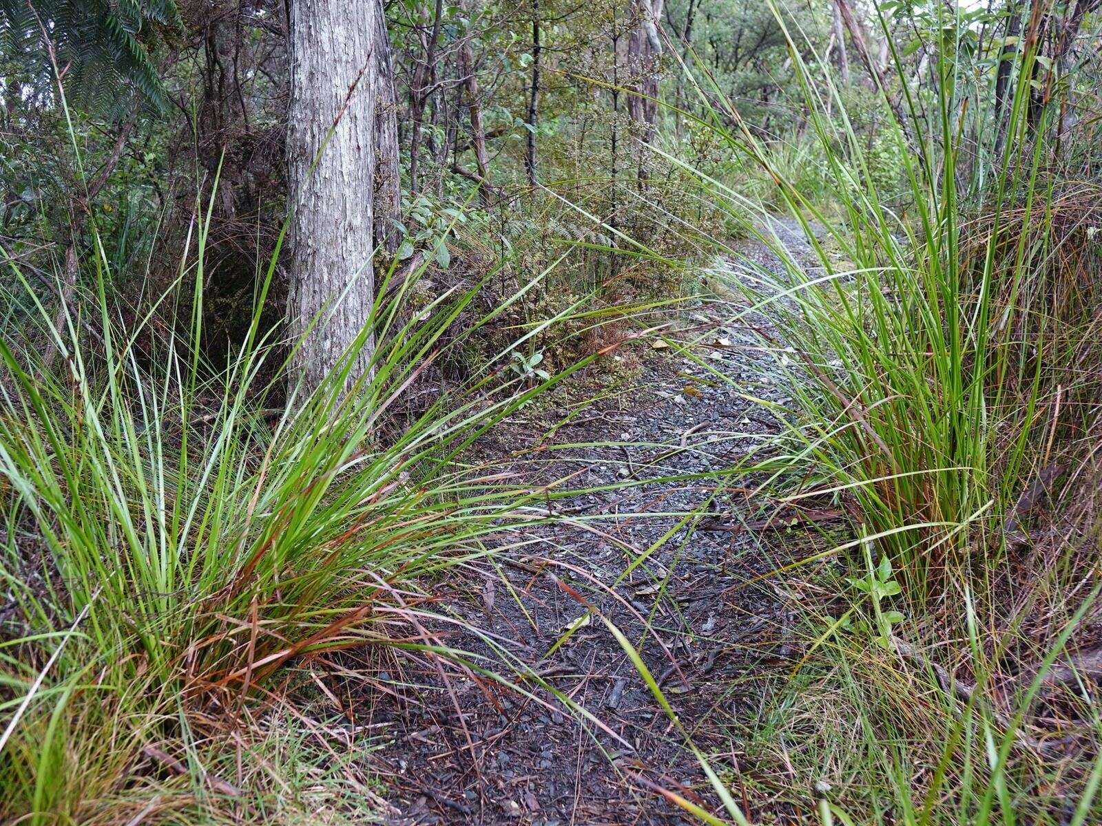 Image of Lepidosperma laterale R. Br.