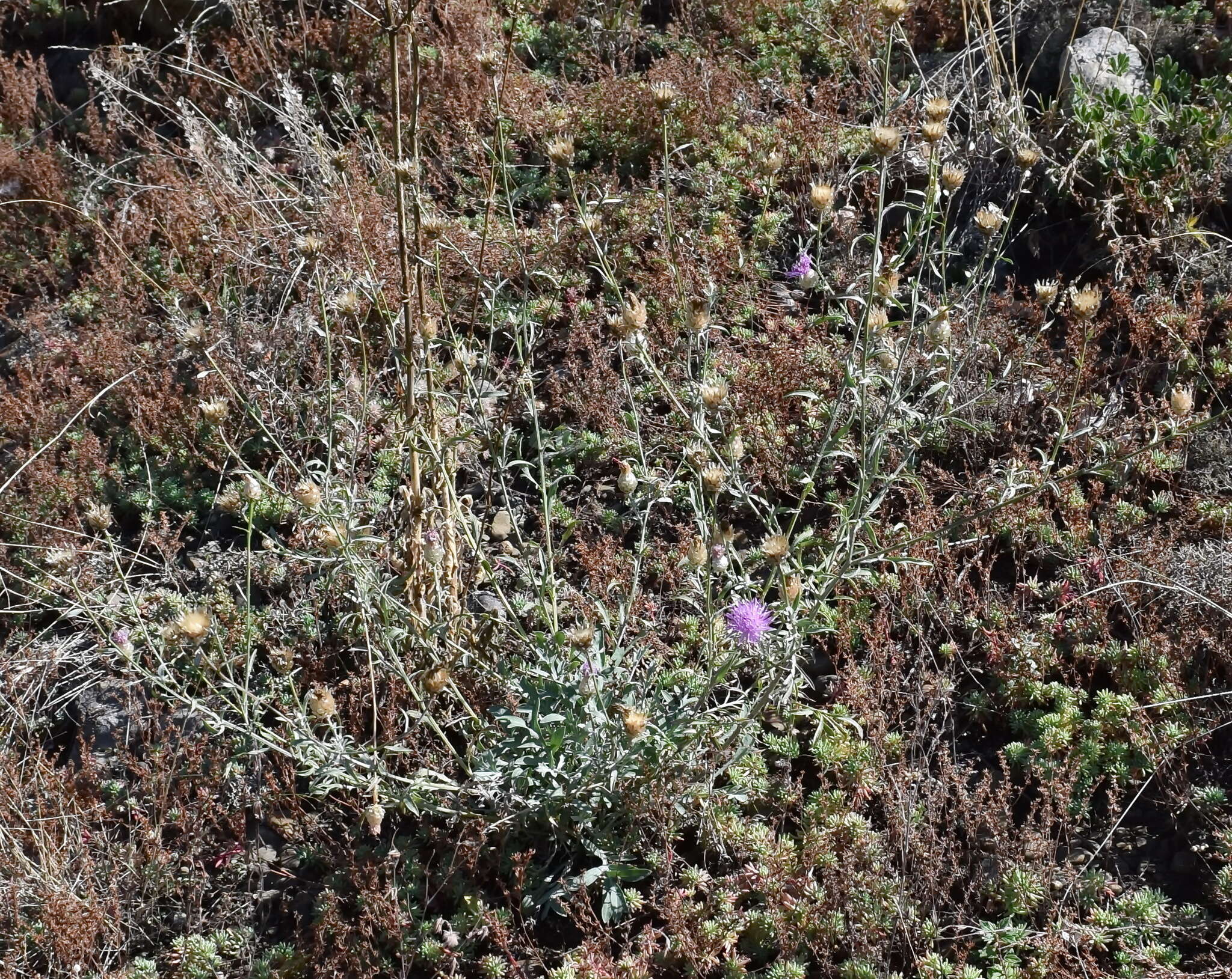 Image of Centaurea sarandinakiae Illarionova