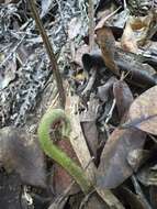 Image of Pacific Wood Fern