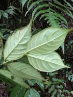 Image of Lasianthus hispidulus (Drake) Pit.