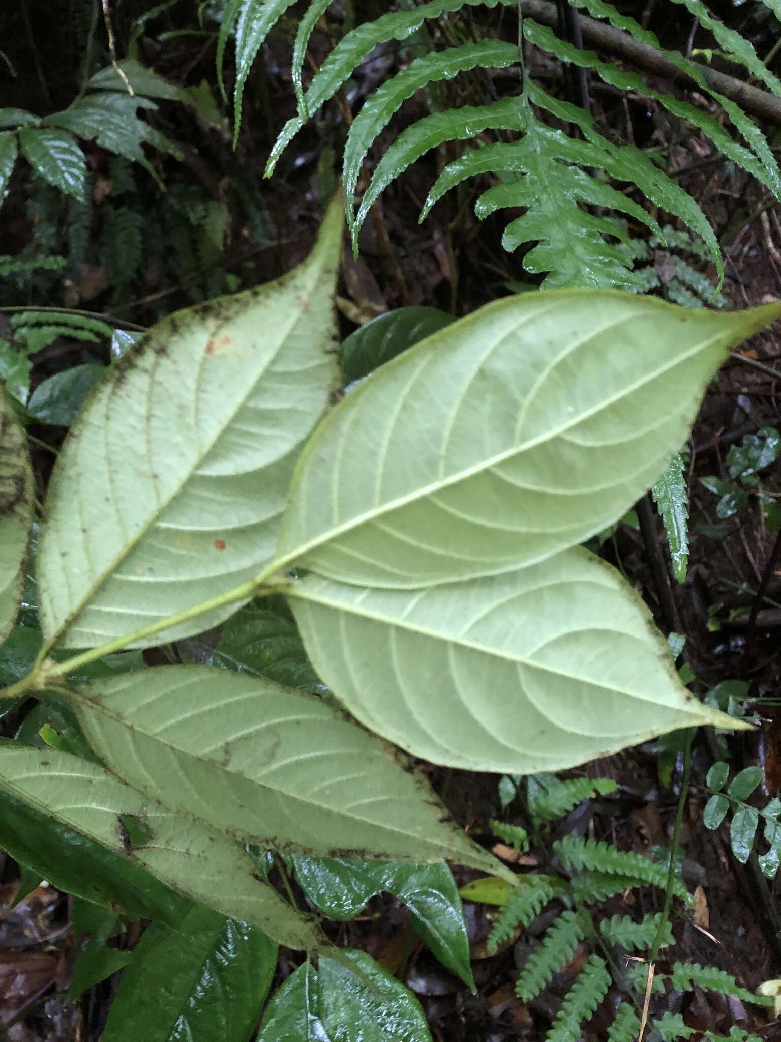 Image of Lasianthus hispidulus (Drake) Pit.