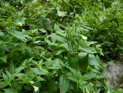 Epilobium luteum Pursh resmi