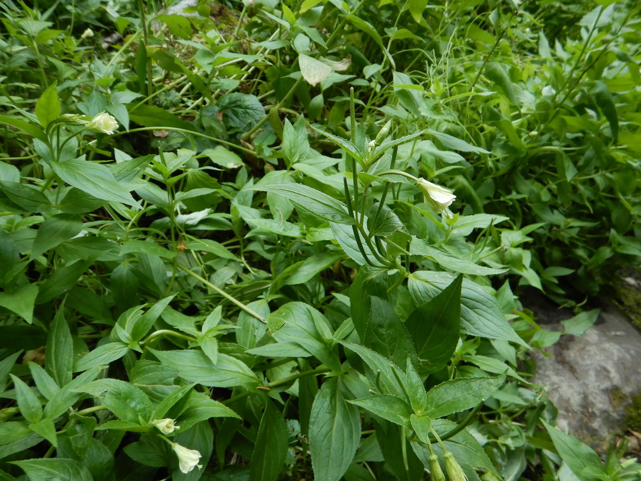 Epilobium luteum Pursh resmi