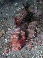 Image of Rock Gurnard