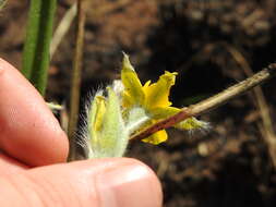 Image of Hypoxis acuminata Baker