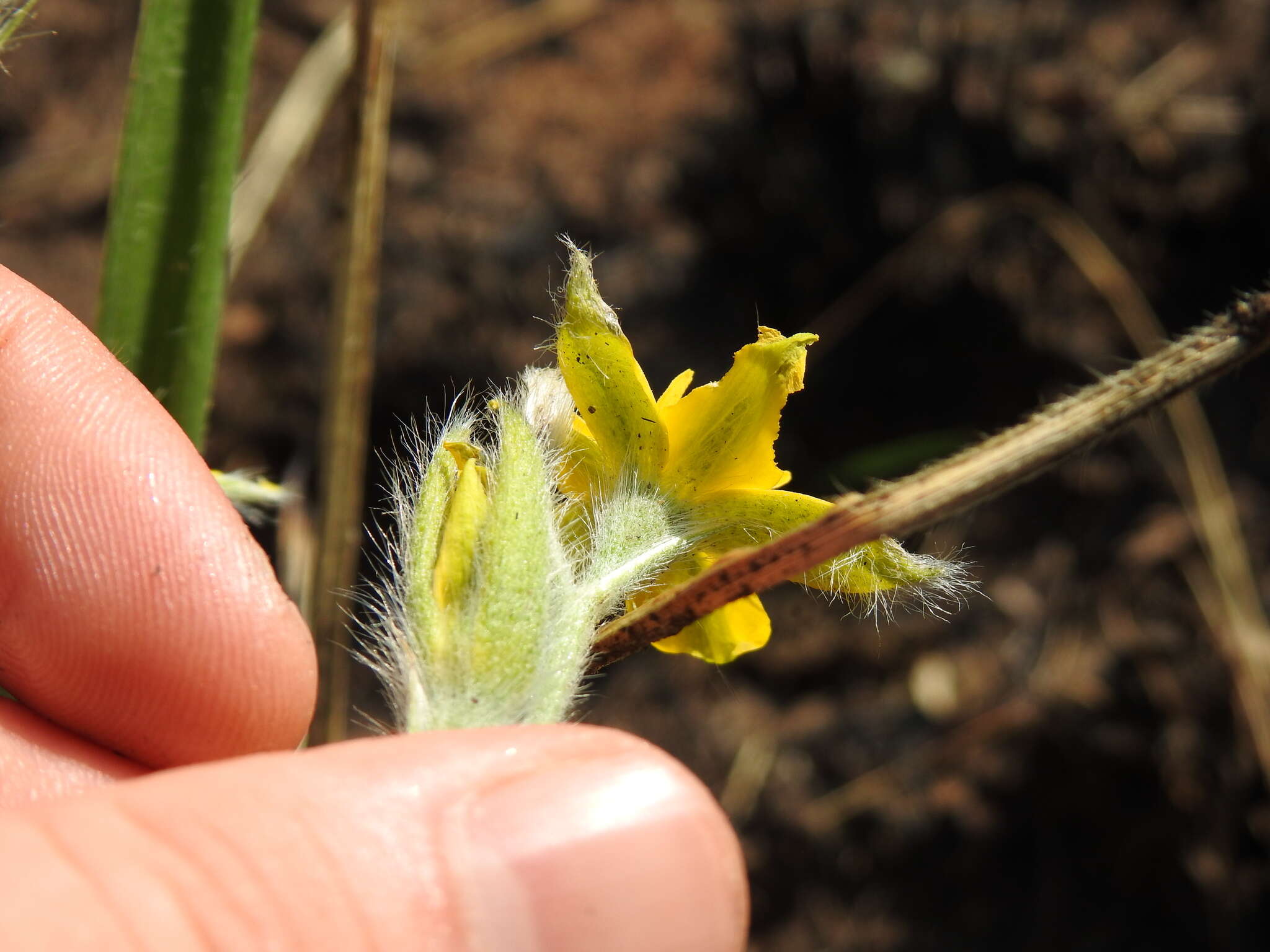 Image of Hypoxis acuminata Baker