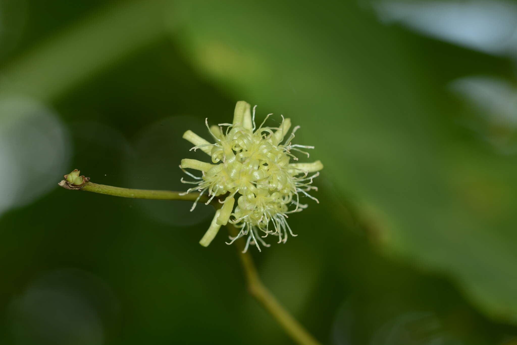 Image of Smilax ovalifolia Roxb. ex D. Don