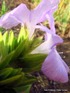 Image of Barleria monticola Oberm.