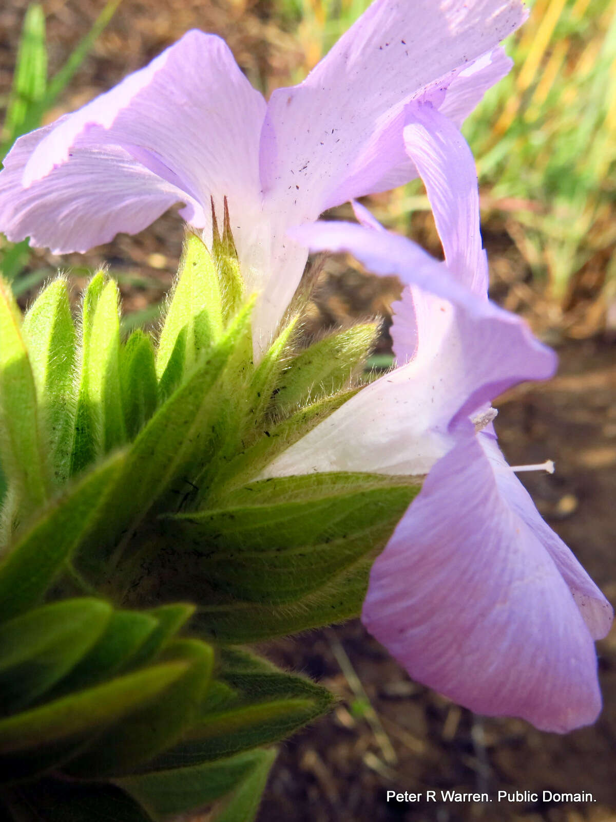 Imagem de Barleria monticola Oberm.