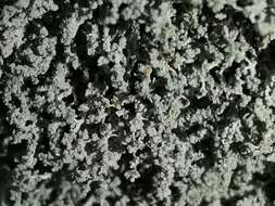 Image of mealy lichen