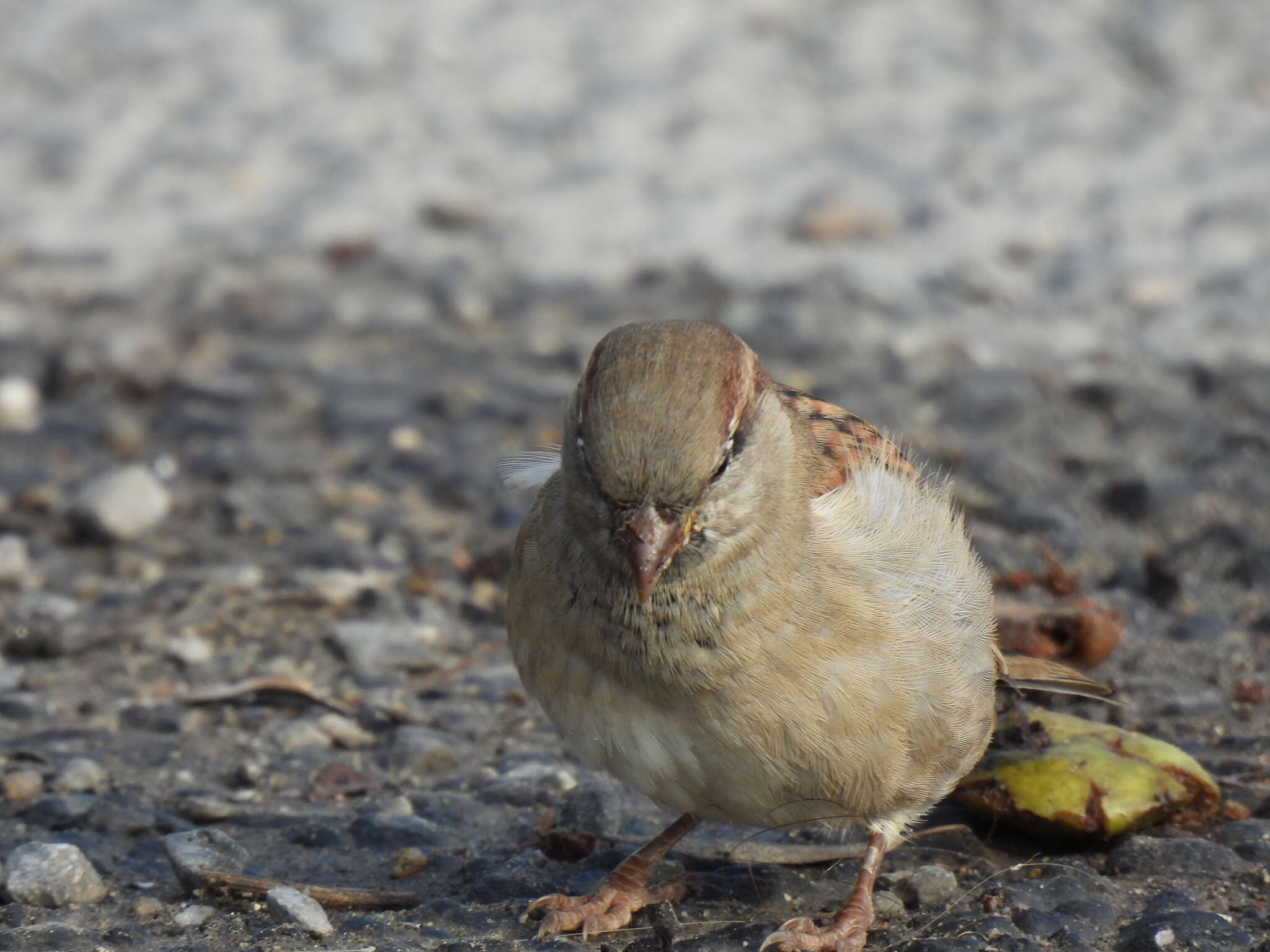 صورة Passer domesticus balearoibericus Jordans 1923