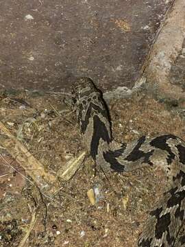 Plancia ëd Dasypeltis scabra scabra (Linnaeus 1758)