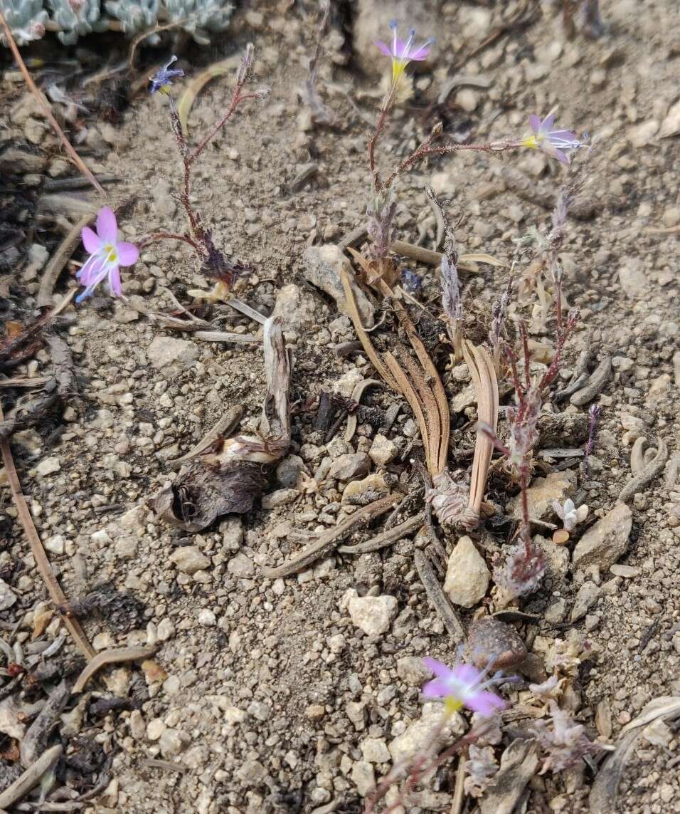 Image of fineflower gilia