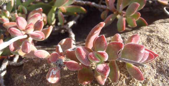 Image of Crassula rogersii Schönl.