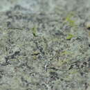 Image of pachyphiale lichen