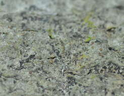 Image of pachyphiale lichen