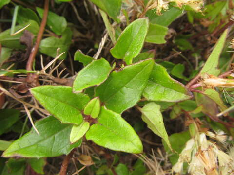 Image of Mikania involucrata Hook. & Arn.