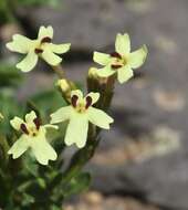 Image of Glandularia araucana (Phil.) Botta