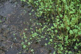 Image of hairy waterclover