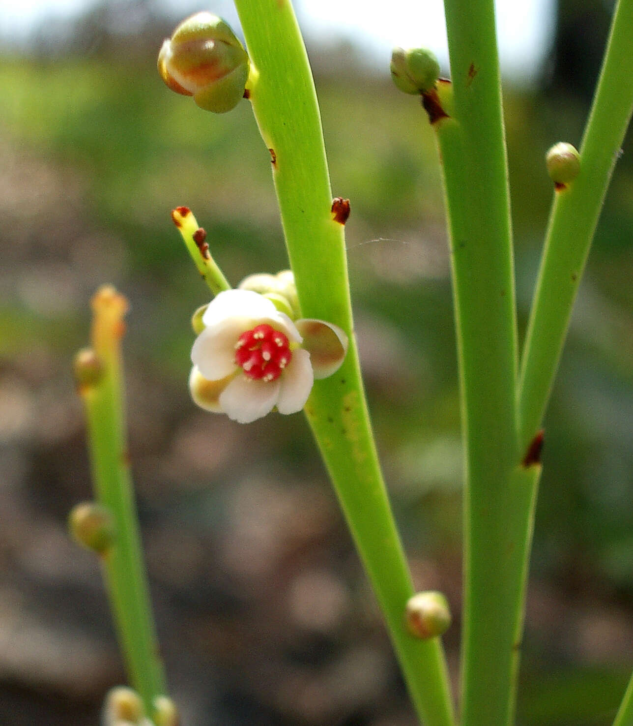 Image of Hibbertia persquamata subsp. persquamata