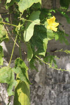 Plancia ëd Luffa aegyptiaca Mill.