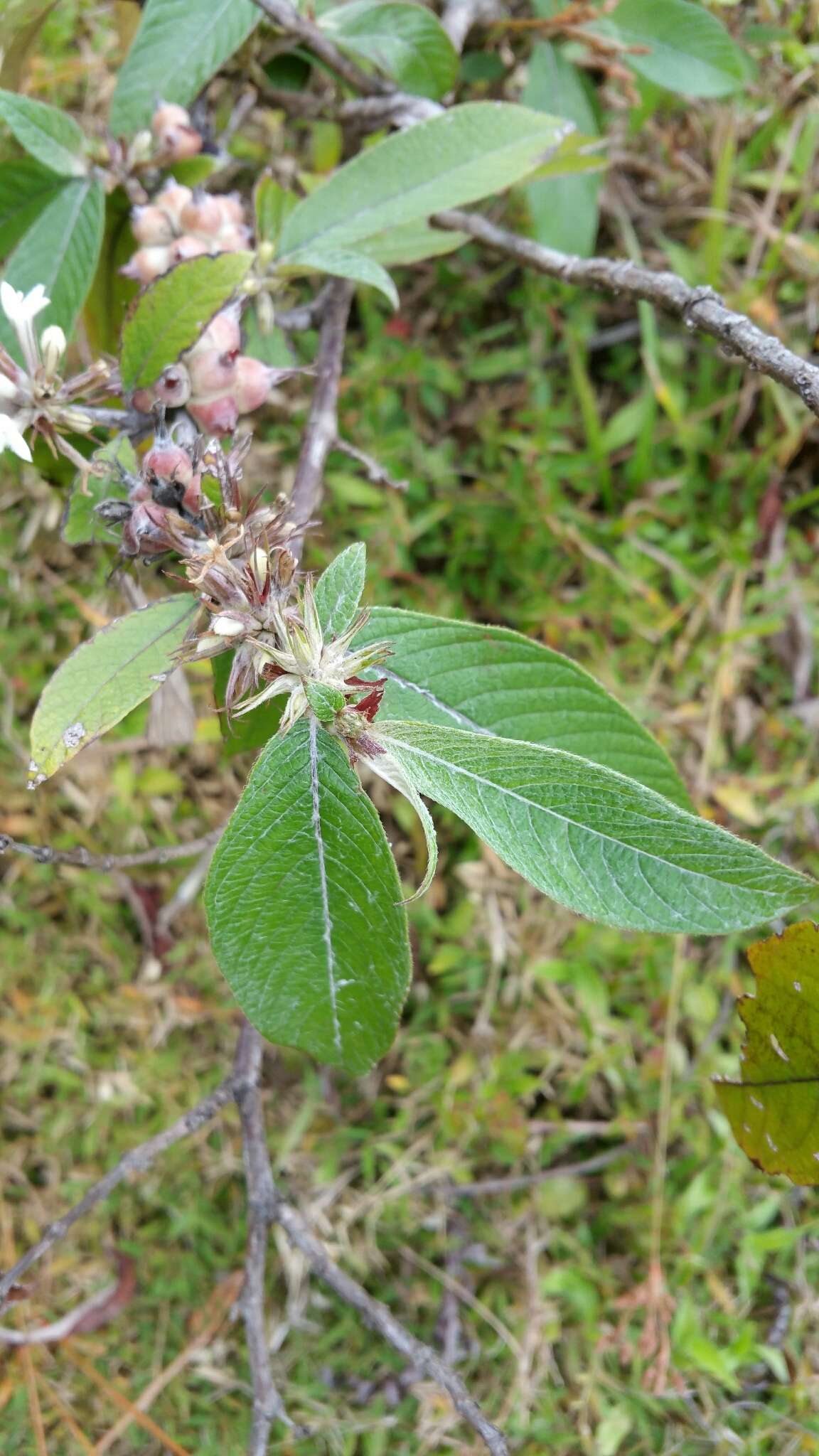 Image of Sabicea diversifolia Pers.
