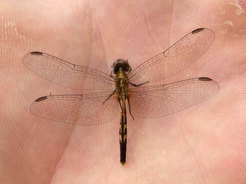 Image of Little Blue Dragonlet