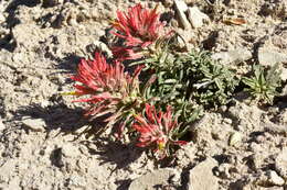 Image de Castilleja scabrida Eastw.