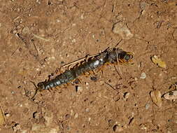 Image of Mediterranean banded centipede