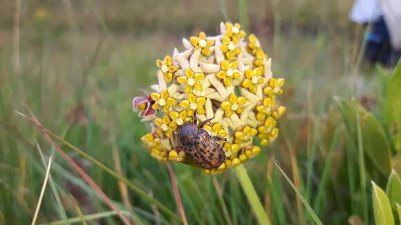 صورة Asclepias vicaria N. E. Br.