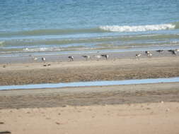 Image of Great Knot