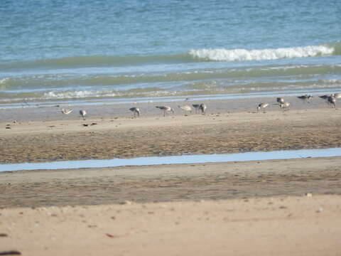 Image of Great Knot