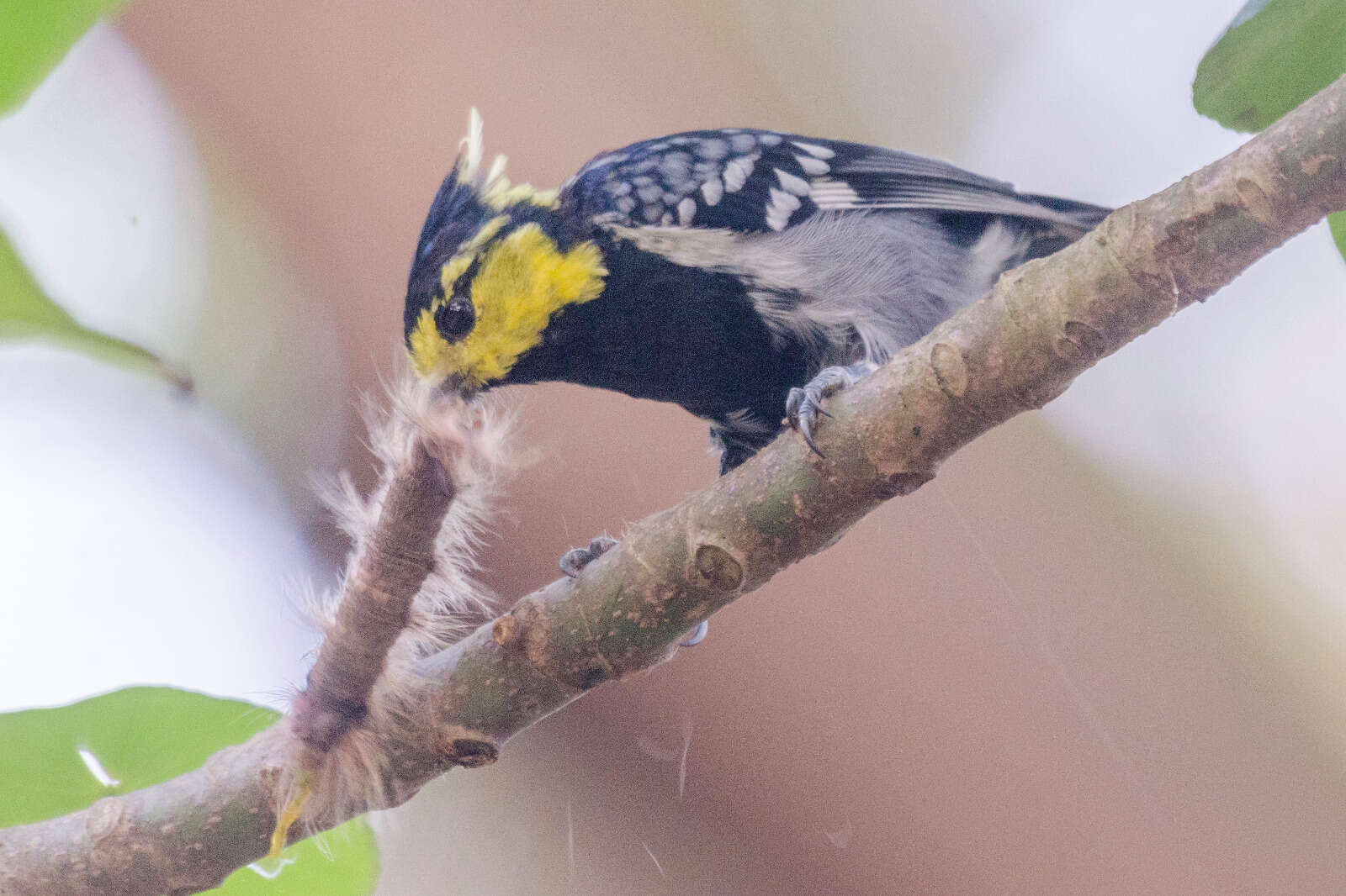 Image of Yellow-cheeked Tit