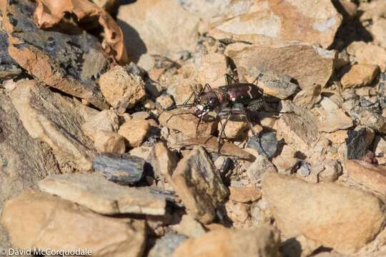 Plancia ëd Cicindela (Cicindela) limbalis Klug 1834