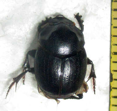 Image of Onthophagus bayeri Balthasar 1942