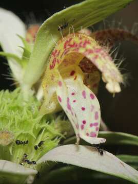 Monarda punctata var. arkansana (E. M. McClint. & Epling) Shinners resmi