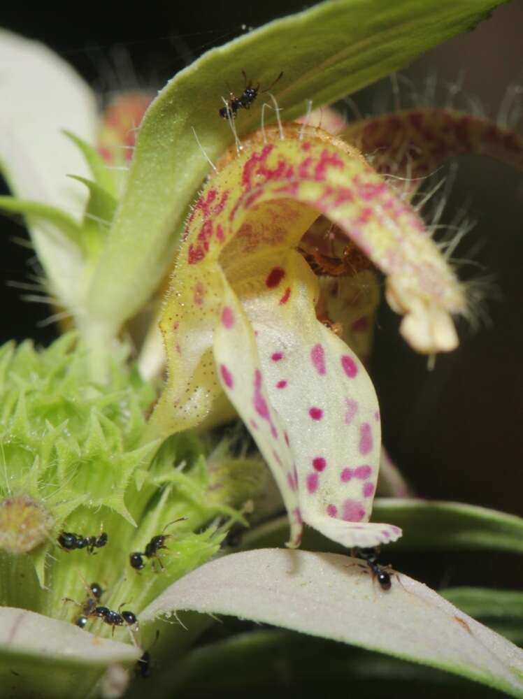 Monarda punctata var. arkansana (E. M. McClint. & Epling) Shinners resmi