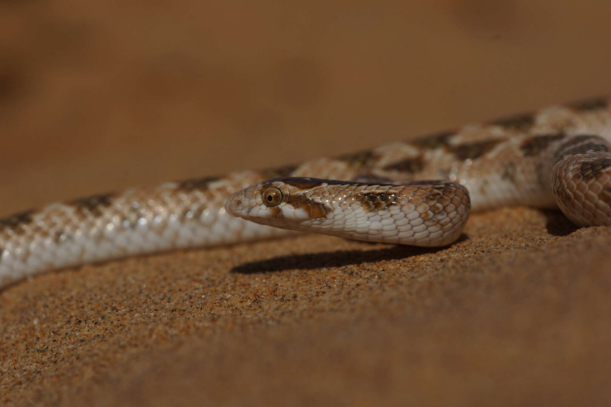 Image of Crowned Leafnose Snake