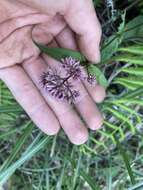 Imagem de <i>Eupatorium shimadae</i>