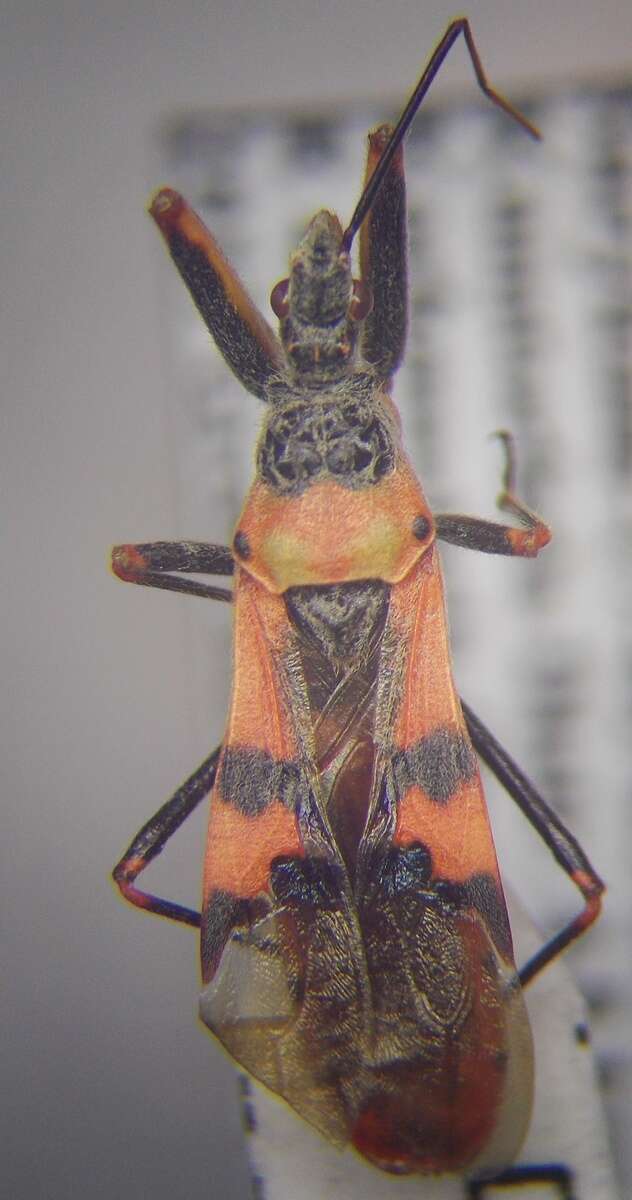 Image of Callistodema fasciata (Kolenati 1856)