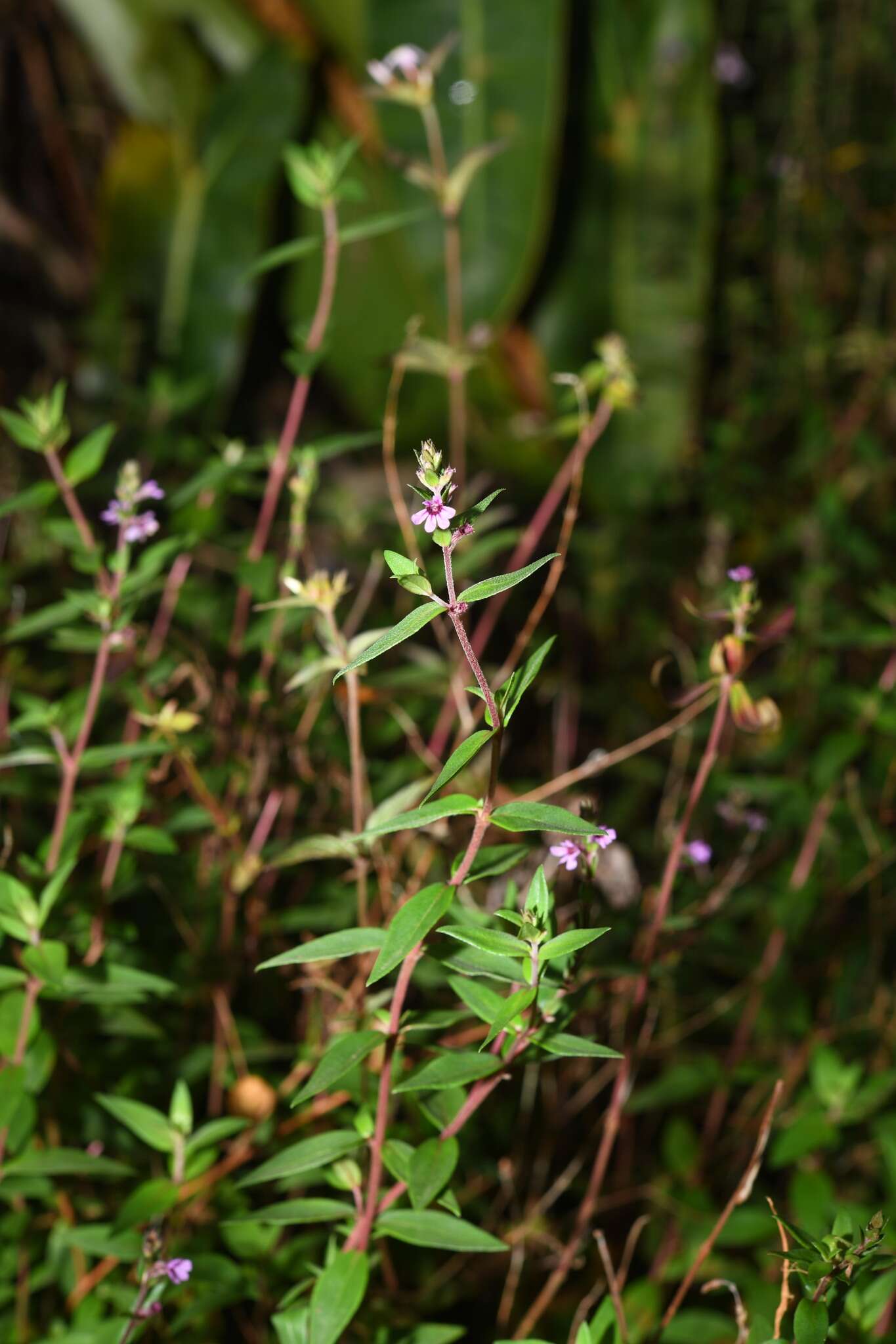 Image of Cuphea blackii Lourteig