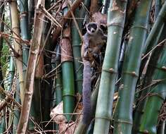 Image of Mongoose Lemur