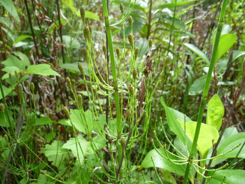 Image of Southern Giant Horsetail