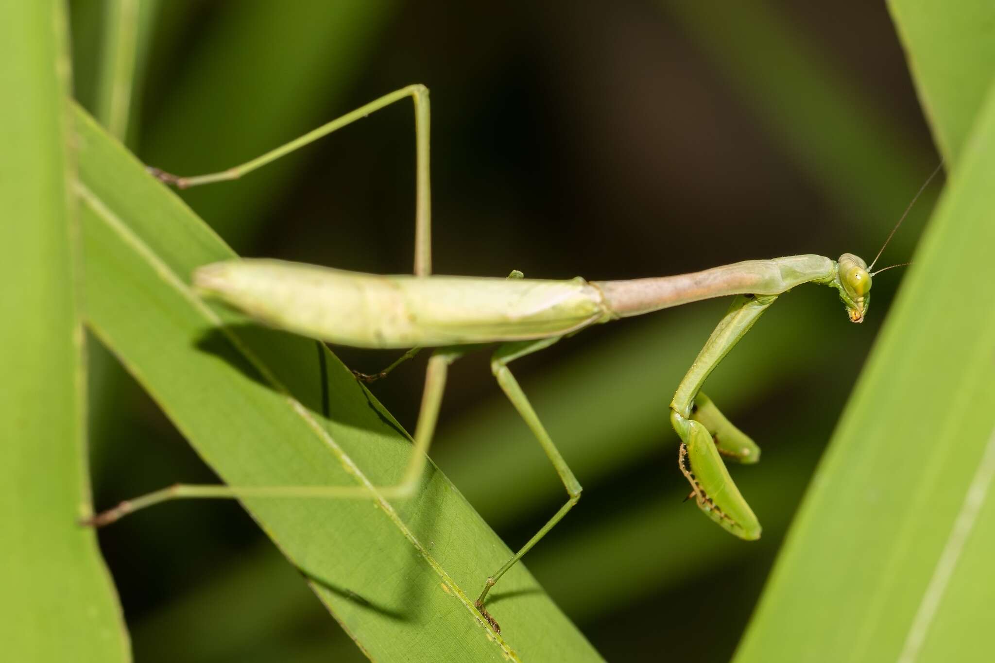 Image of Stagmomantis floridensis Davis 1919