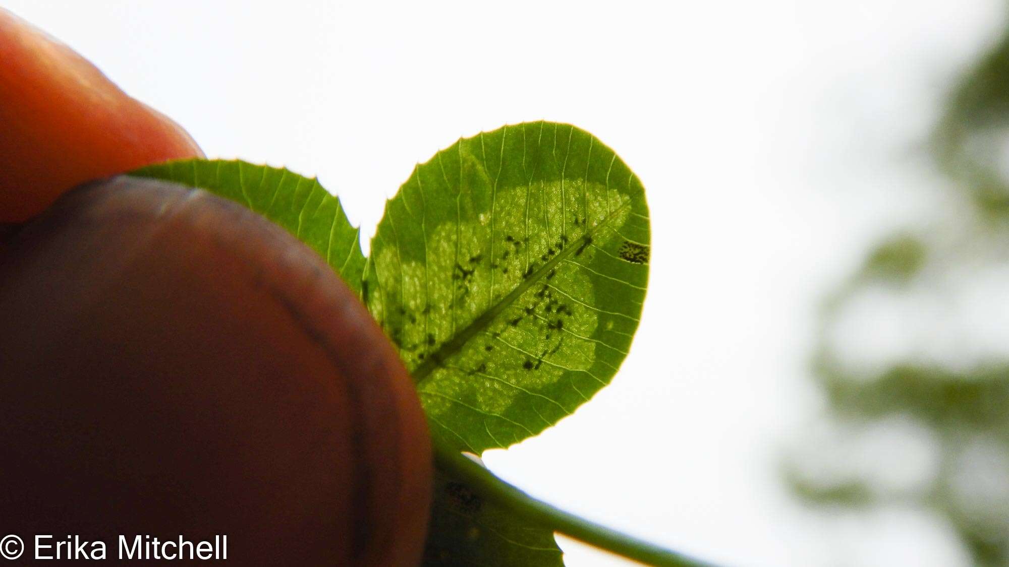 Image of Liriomyza fricki Spencer 1965