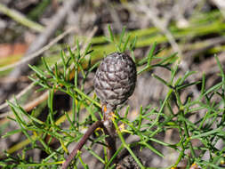 Image of Petrophile sessilis Sieber ex Schult.