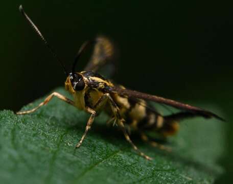 Image of Eupatorium Borer Moth